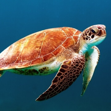 turtle apisteuta