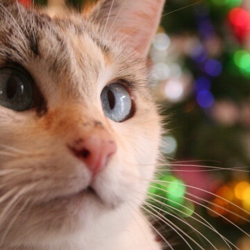 christmas-cat-apisteuta