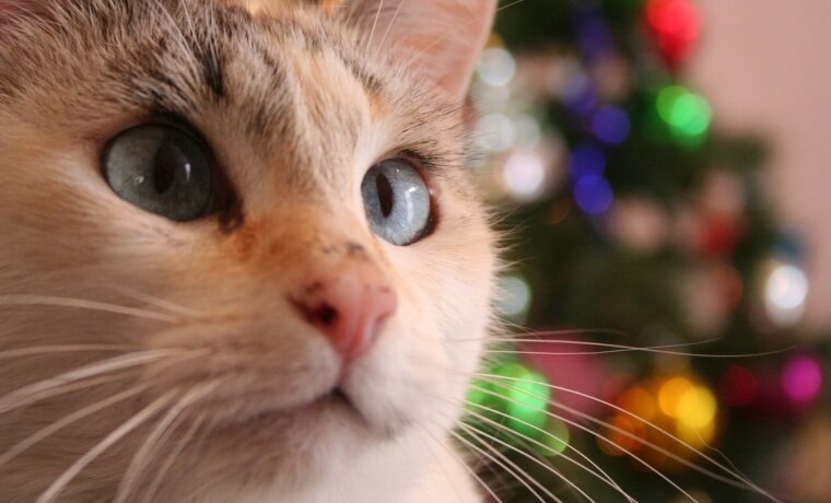 christmas-cat-apisteuta