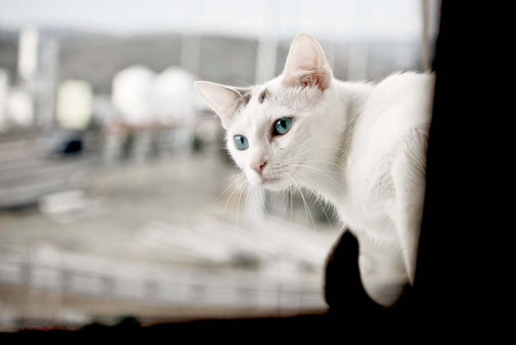 Охос Азулес Кошка Фото